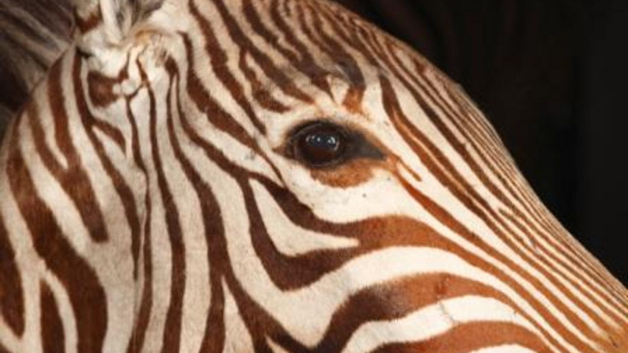 Foto: Zebra, Naturhistorisches Museum Mainz