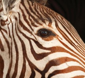 Foto: Zebra, Naturhistorisches Museum Mainz