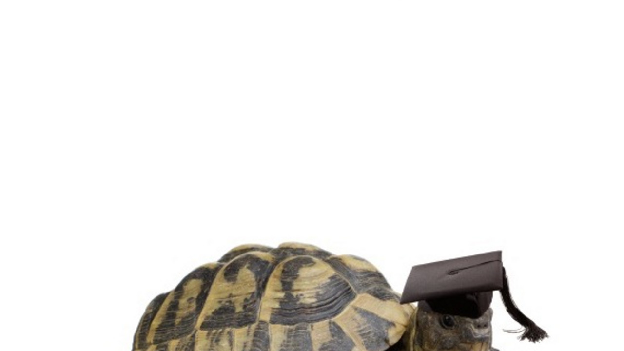 Schildkröte mit Doktorhut; Text: Alter schützt vor Bildung nicht...